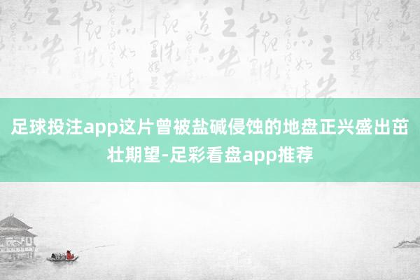 足球投注app这片曾被盐碱侵蚀的地盘正兴盛出茁壮期望-足彩看盘app推荐
